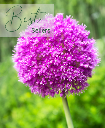 Alliums